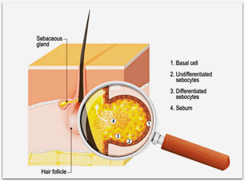 영등포여드름피부과 진료, 약 먹기 싫고 치료 통증 두렵다면? 관련 이미지 9