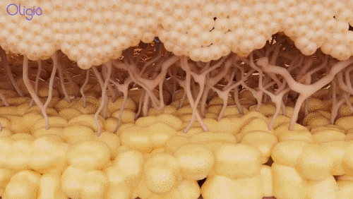 영등포구청역 피부과 진료, 올리지오 샷 수 가이드 관련 이미지 7