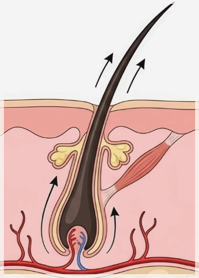 Yeongdeungpo GentleMax Pro Plus: Why Is Satisfaction with Hair Removal Different? image 4