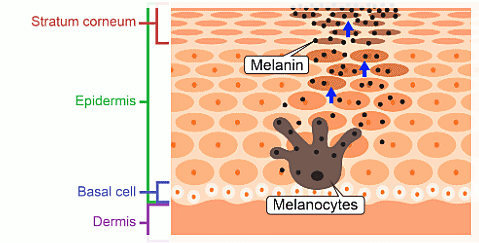 Recommended Dermatology Clinic in Mullae: Wondering Whether You Need Skincare or Treatment? image 3