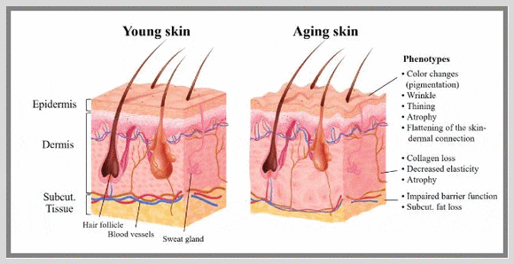 Dangsan Station Dermatology Clinic: Are the Effects Described in Cellrdm Skin Booster Reviews Really True? image 5