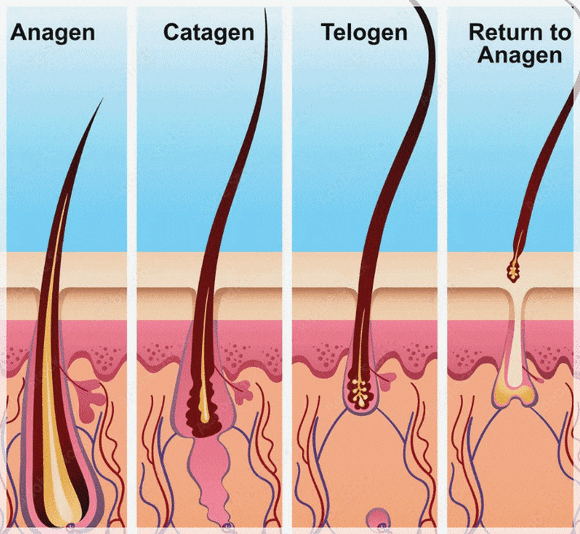 Yeongdeungpo GentleMax Pro Plus: Why Is Satisfaction with Hair Removal Different? image 3