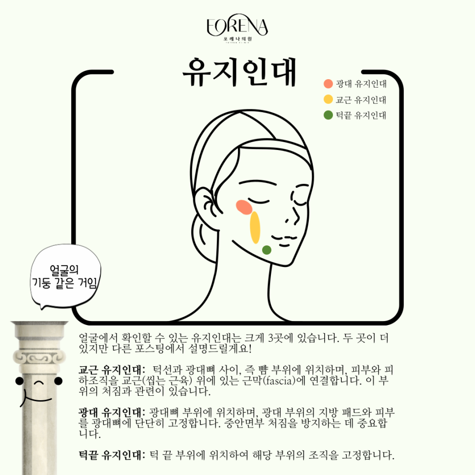 유지인대를 아시나요? 관절 인대와 유지인대는 다릅니다! 🫨 관련 이미지 3