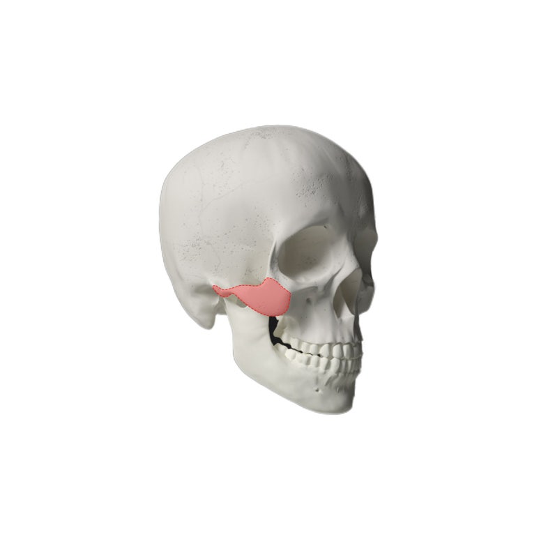Contours for Men, Note Plastic Surgery Men’s Contouring image 2