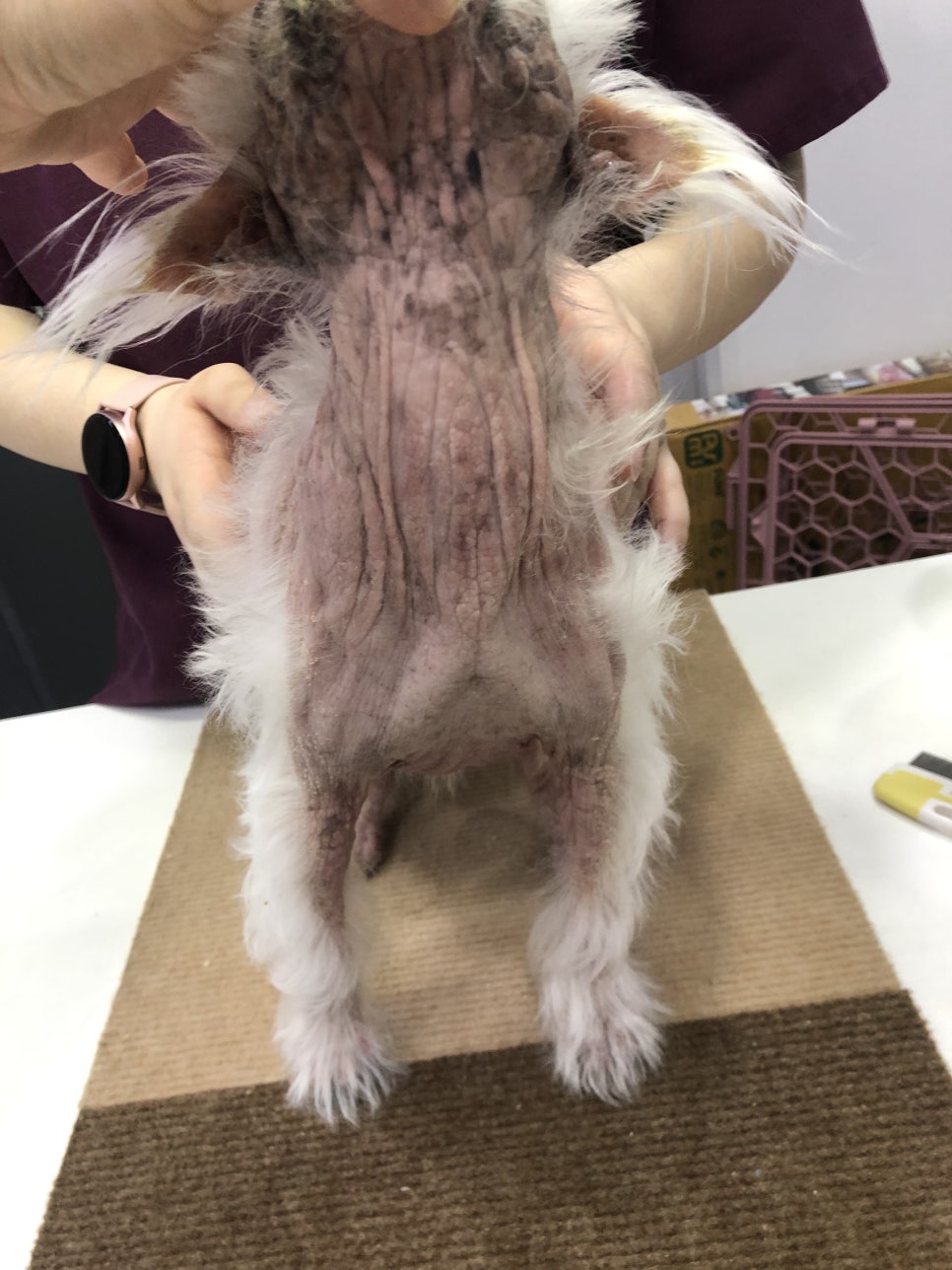 반려견 아토피성 피부염 식단 관리 관련 이미지 4