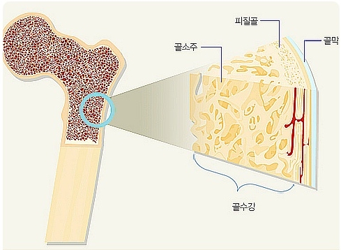 퀴놀론(Quinolones) ② 관련 이미지 11