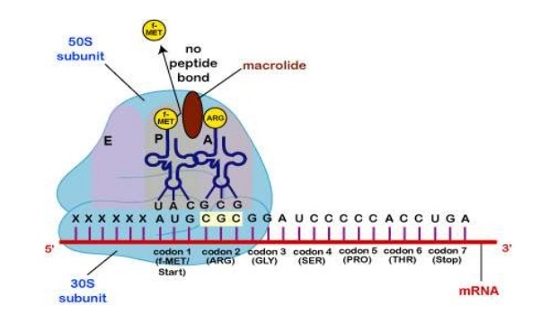 마크로라이드(macrolides)항생제 ① 관련 이미지 6