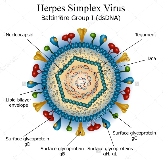 [항 바이러스제] herpes virus (헤르페스 바이러스) ② 관련 이미지 5