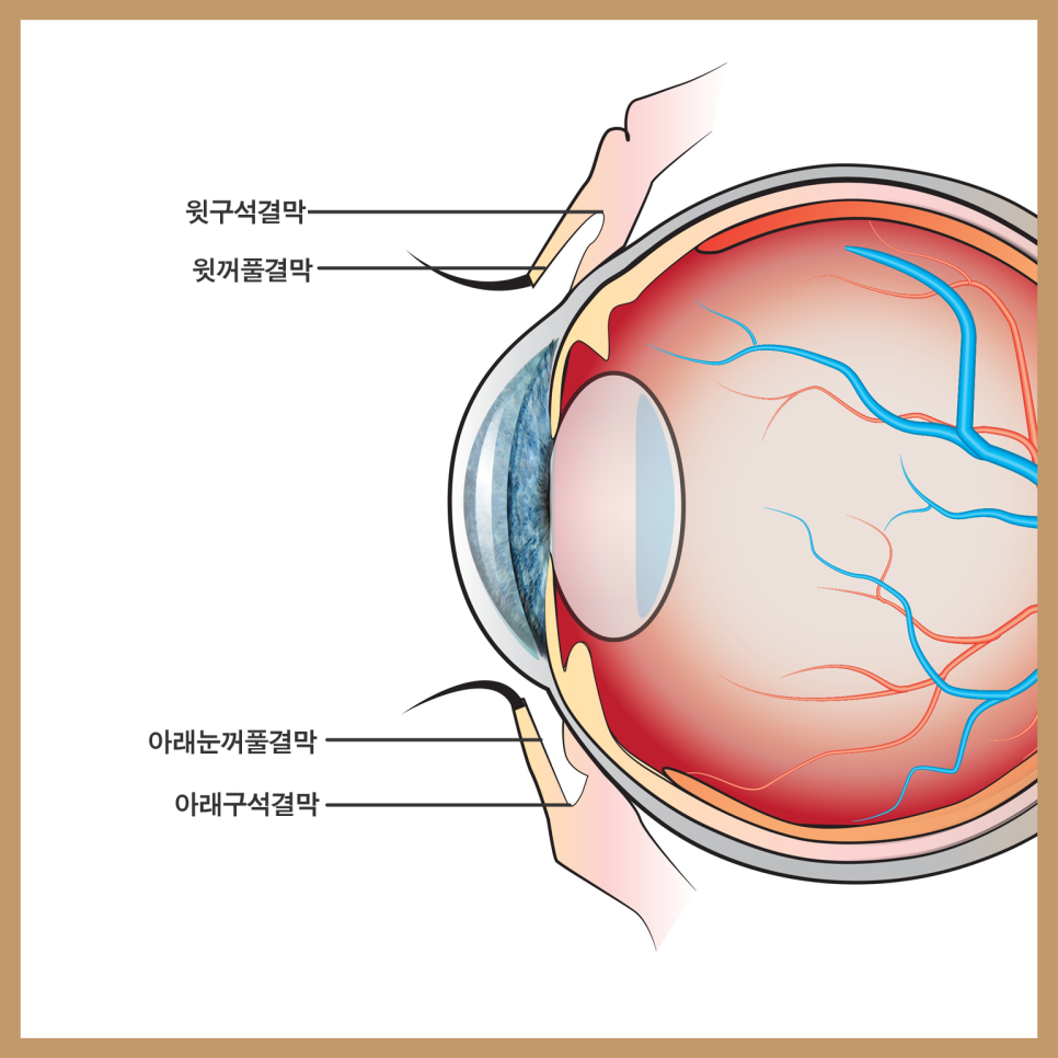 중년눈수술로 꽃중년 소리 들을 수 있습니다 관련 이미지 4