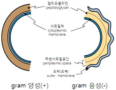 [세균]이란? 세균 분류 방법 관련 이미지 6