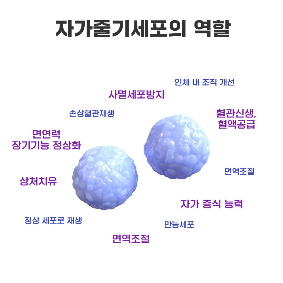 자가줄기세포가 가져온 무릎 통증 치료의 새 시대 관련 이미지 6