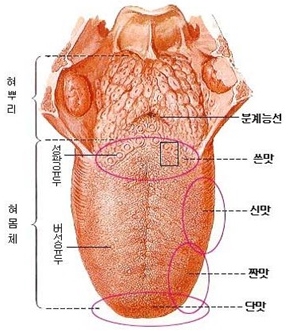 [항진균제] ④ 바르는 무좀약 관련 이미지 7