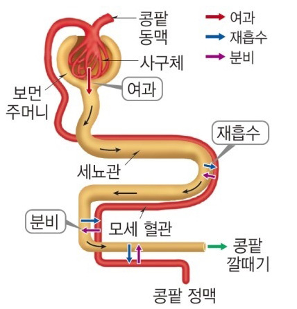 알기 쉬운 항생제 사용 원칙 ③ -노인 & 소아 항생제 관련 이미지 8