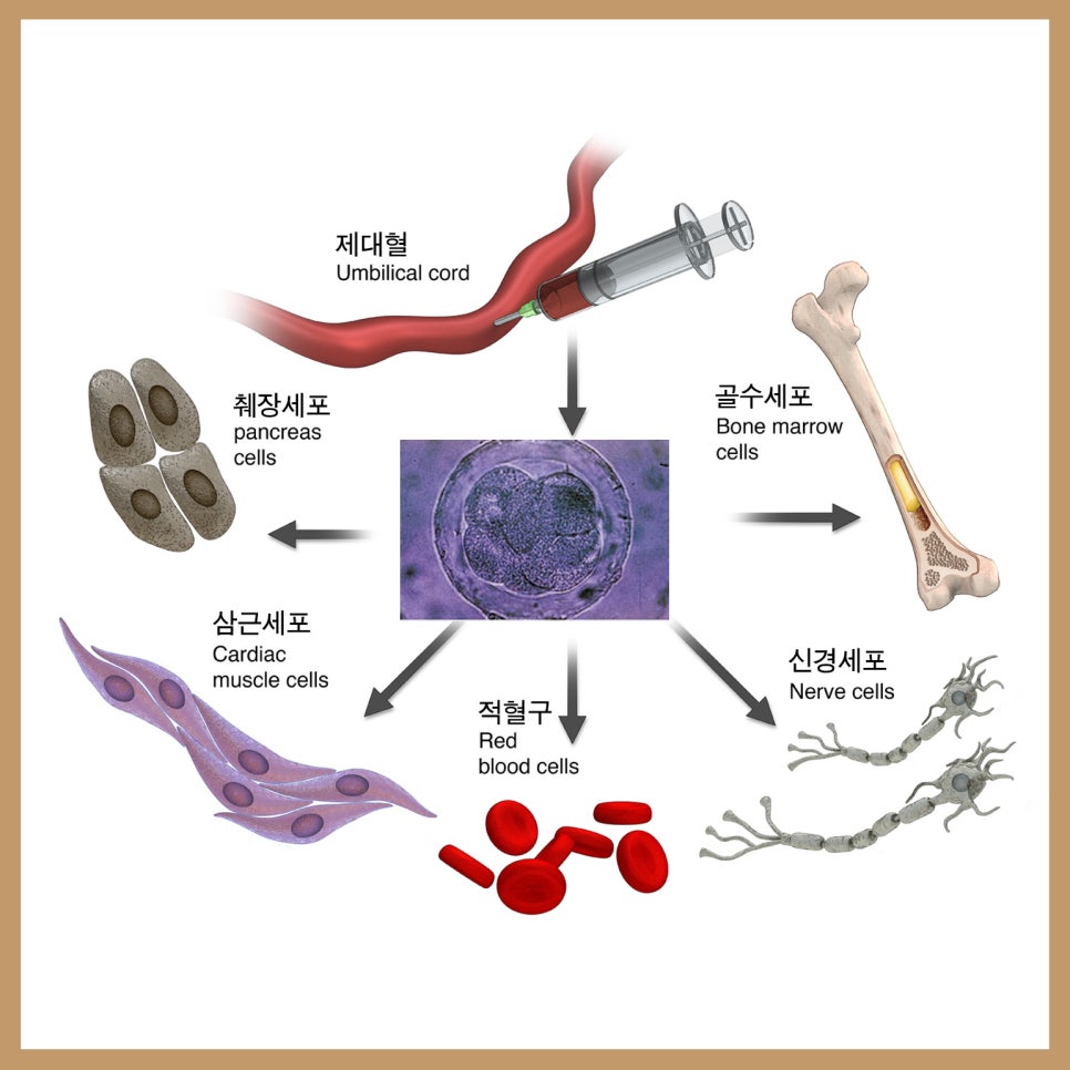 줄기세포애교지방이식으로 카리나 애굣살 만들기 관련 이미지 3