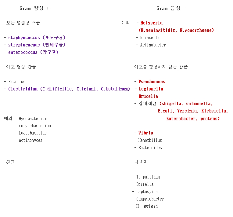 그람 양성균 vs 그람 음성균 관련 이미지 3