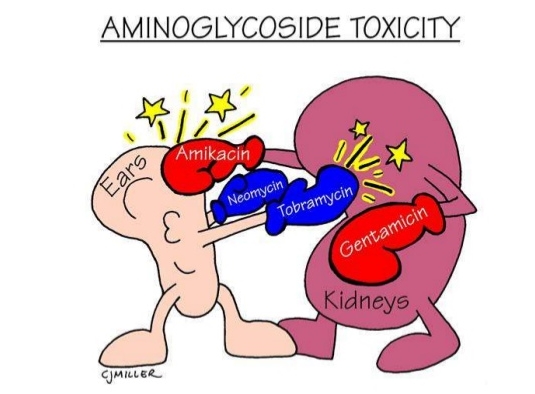 아미노글라이코사이드(aminoglycosides) ② 관련 이미지 4