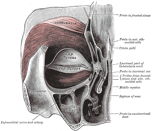 Before-and-After Case of Lower Eyelid Fat Repositioning Surgery for Men image 1