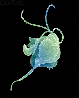 메트로니다졸(metronidazole) 관련 이미지 3