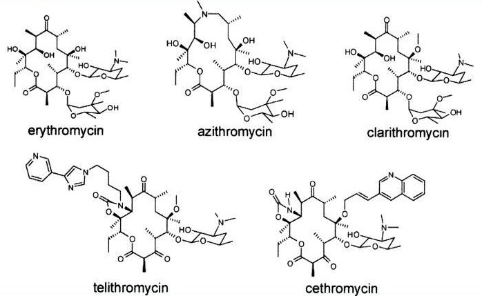 마크로라이드(macrolides)항생제 ① 관련 이미지 3