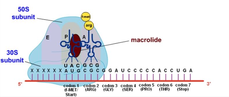 마크로라이드(macrolides)항생제 ① 관련 이미지 5