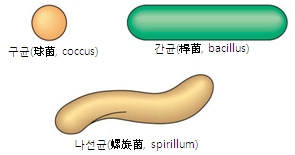 [세균]이란? 세균 분류 방법 관련 이미지 4