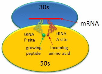아미노글라이코사이드(Aminoglycosides) ① 관련 이미지 5