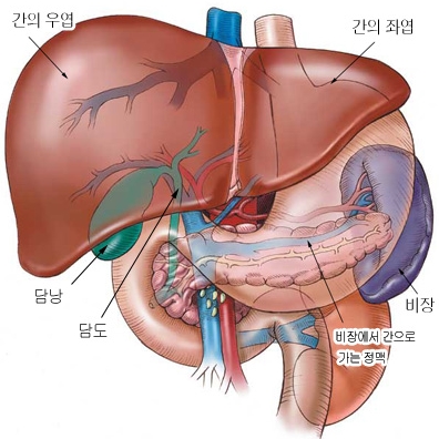 알기 쉬운 항생제 사용 원칙 ④ -항생제 부작용(임신) 관련 이미지 6