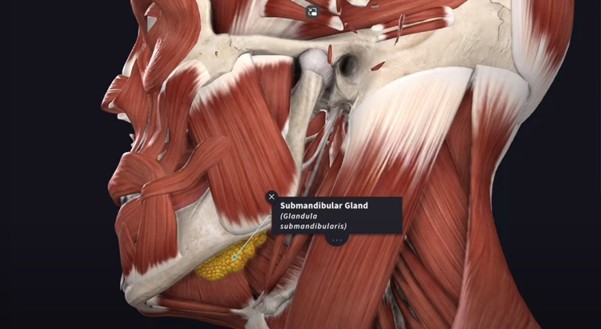 The Reason a Double Chin Appeared After Surgery Was Not a Fat Problem image 2