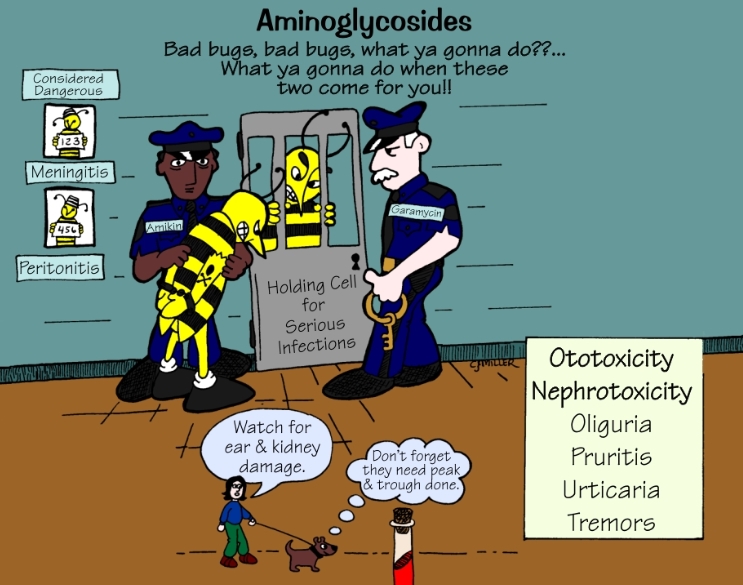 아미노글라이코사이드(aminoglycosides) ② 관련 이미지 5