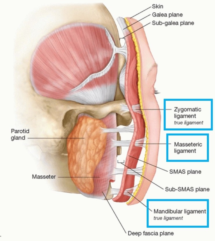 [공유] 안면거상술 고민중이시라면 꼭 읽어보세요! 다른 시술이 아닌 안면거상술을 선택해야 하는 해부학적 근거 관련 이미지 7