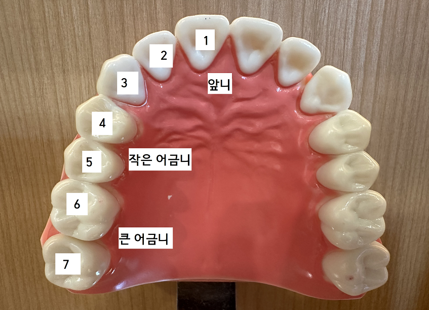 암사동 치과 임플란트 꼭 안 해도 되는 경우 궁금증 해결해 드려요 관련 이미지 2