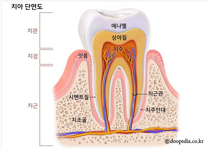 교정 치아 흔들림 걱정하고 계신 환자분께 드리는 편지 관련 이미지 1