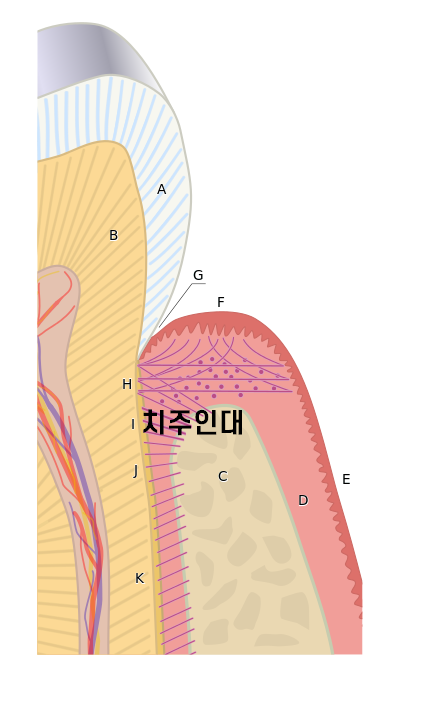 풍산동 치과 임플란트 음식물 끼임 원인과 해결방법은?? 관련 이미지 3