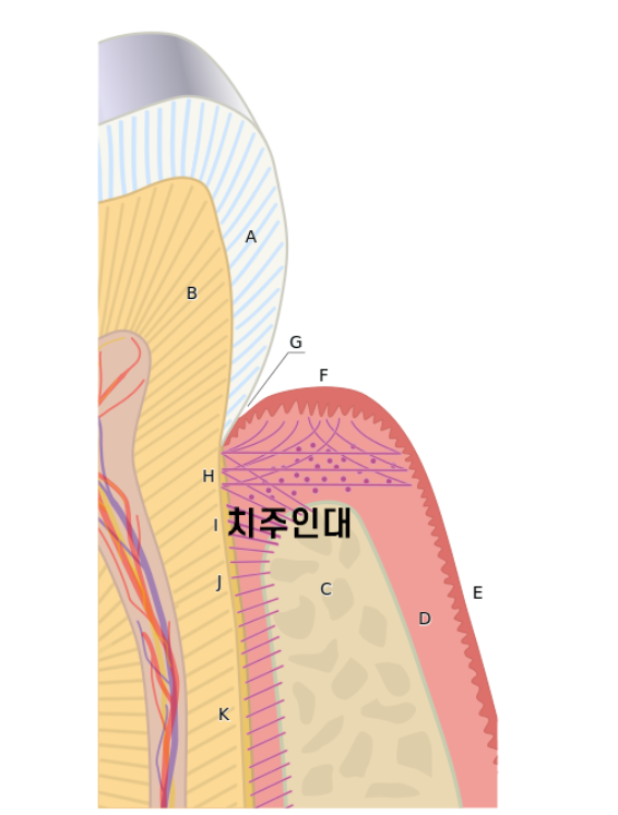 고덕동 임플란트 크라운 연결해서 만드는 이유는? 관련 이미지 5