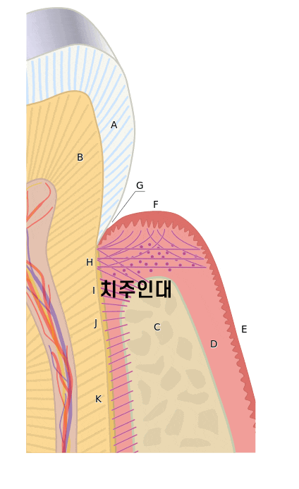풍산동 치과 임플란트 음식물 끼임 원인과 해결방법은?? 관련 이미지 1