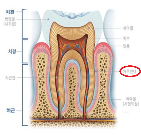 임플란트 vs 자연치아 이 그냥 뽑을까요? 라고 이야기는 환자분들께 관련 이미지 2