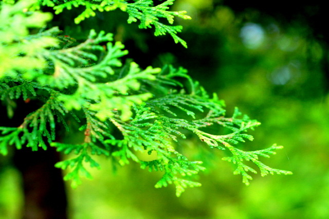 [명동치과 라임나무]산림욕의 효과, 신선한 공기 마시며 건강해질 수 있어 관련 이미지 4
