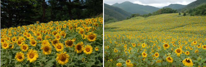 [명동치과 라임나무치과] 다가온 휴가철, 어디로 갈까? 휴가철 구강관리! 관련 이미지 6
