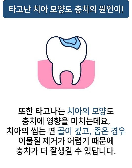 충치도 유전이 되나요? 충치예방프로그램 명동치과 라임나무 관련 이미지 3