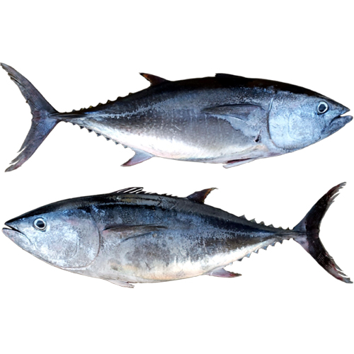 6월 제철음식, 장어, 참다랑어, 감자, 매실, 복분자 등이 선정되었네요 관련 이미지 2