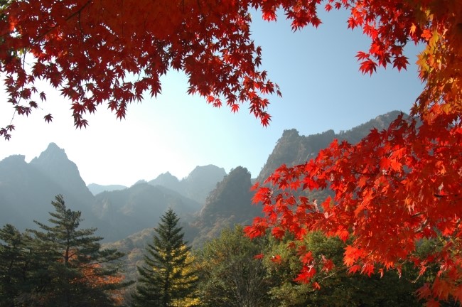 [명동치과 라임나무]단풍 물드는 설악산, 올해 단풍정보를 챙겨드립니다 관련 이미지 1