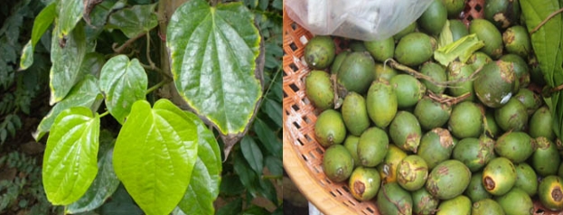 2015 라임나무치과병원 캄보디아 의료봉사 후기를 공개합니다 관련 이미지 6