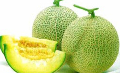 [명동치과 라임나무]멜론 효능, 저칼로리 다이어트 과일로 비타민도 듬뿍듬뿍 관련 이미지 2