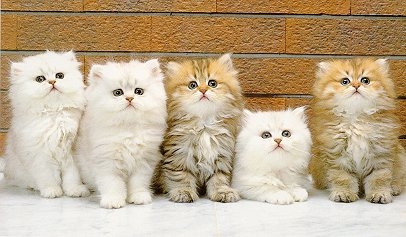 [명동치과 라임나무]고양이의 지능, 개보다 똑똑하다는 것 알고 계셨나요 관련 이미지 3