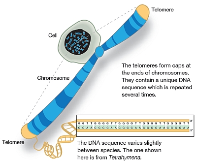[명동치과 라임나무]텔로미어 의미, 수명을 결정하는 핵심적인 인자라고 합니다 관련 이미지 1