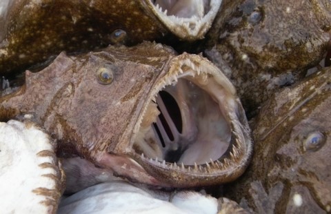 [명동치과]2월 제철 해산물, 제철 음식 드시고 건강 챙기세요 관련 이미지 3