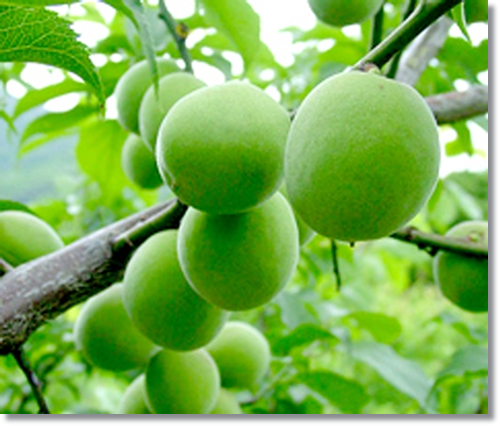 장염에 좋은 음식, 어떤 것들이 있는지 알아볼까요 관련 이미지 3