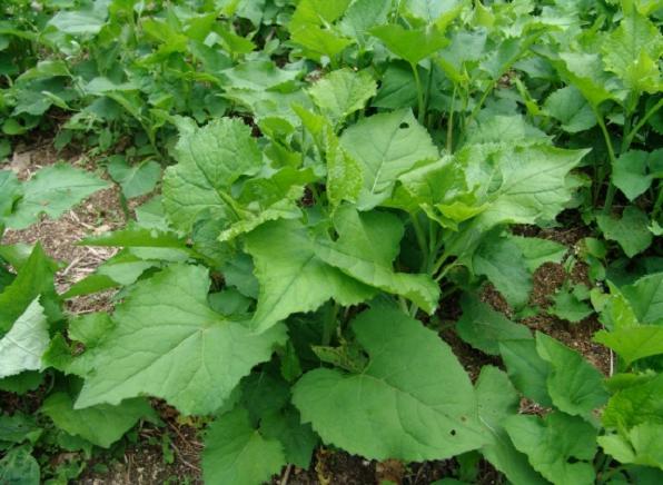 [명동치과]3월 제철음식, 어떤 것들이 있는지 알아볼까요 관련 이미지 4