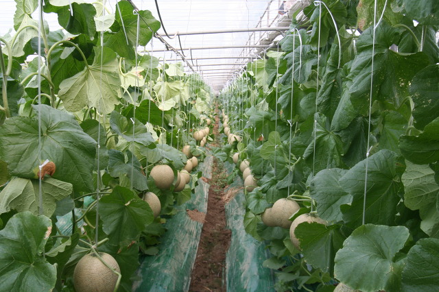 [명동치과 라임나무]멜론 효능, 저칼로리 다이어트 과일로 비타민도 듬뿍듬뿍 관련 이미지 1