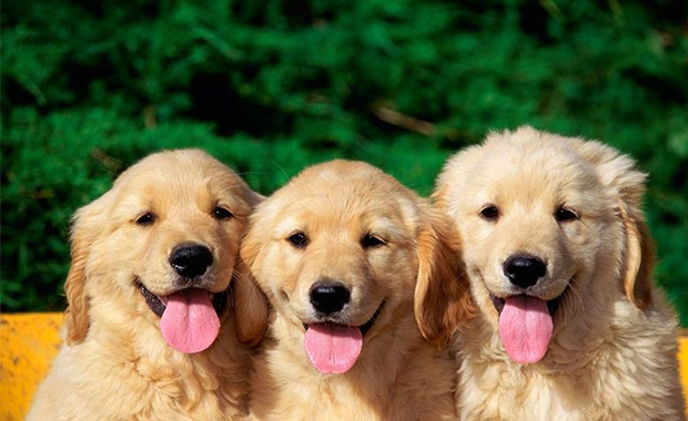 동물의 시력, 사람보다 얼마나 더 좋을까요? 매, 개, 고양이 등을 알아봤어요 관련 이미지 2